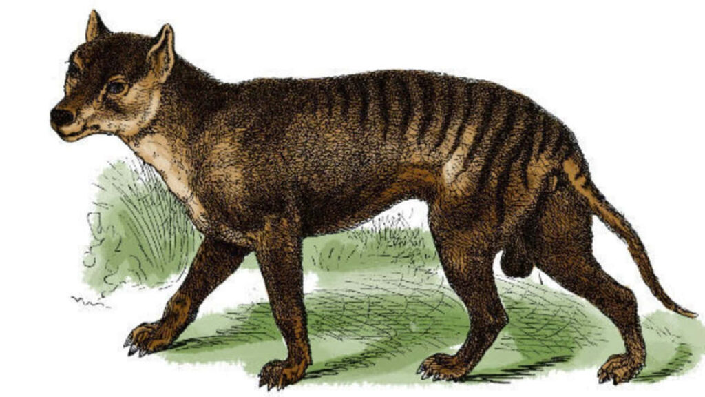 Illustration of a Tasmanian Tiger with Stripes on Natural Background Wallpaper