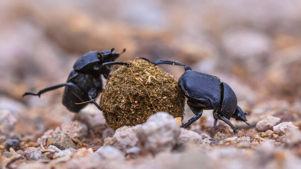 Two black dung beetles push dung ball on rocky terrain close-up teamwork in wild nature background Wallpaper