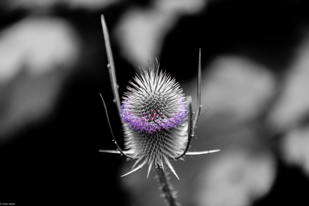 Teasel Plant Close-Up: Spiky Detail & Purple Flowers on Blur Background Wallpaper