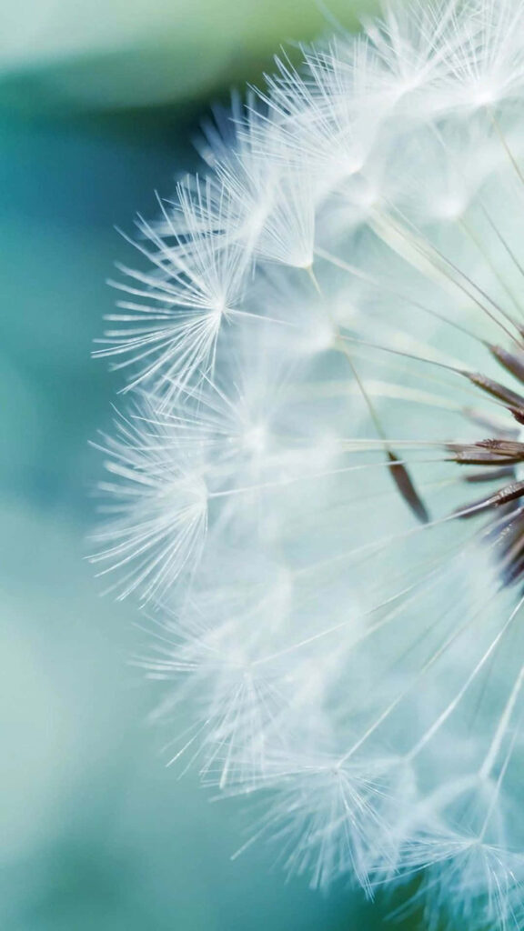 Teal and White Dandelion Wallpaper