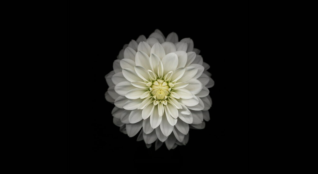 White dahlia flower wallpaper macro with symmetrical petals and golden center on black background