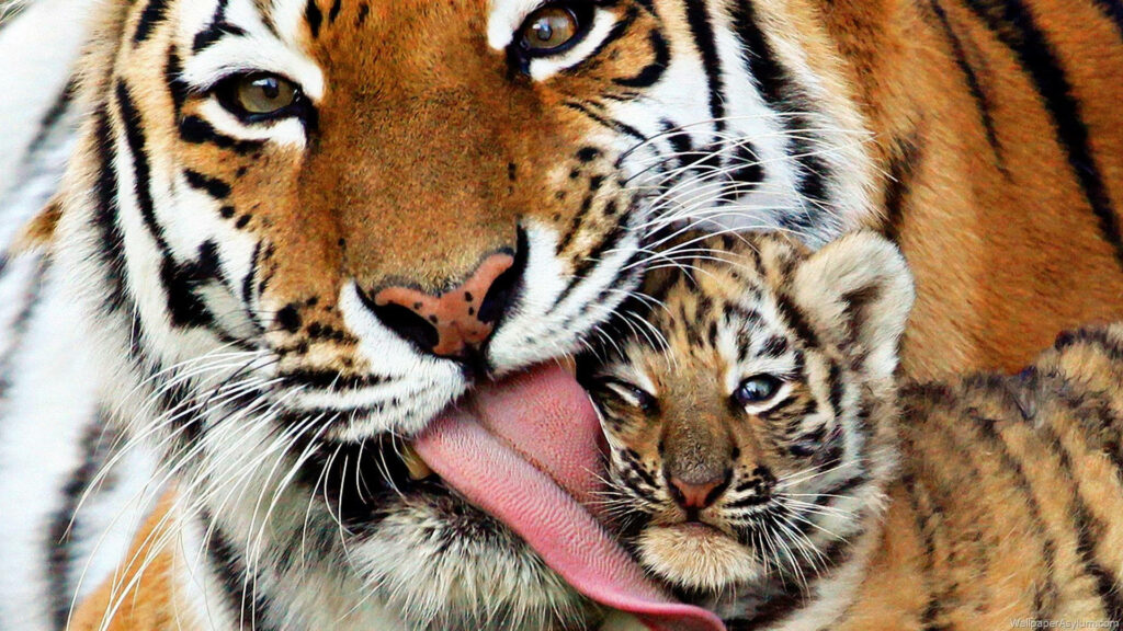 Baby Tiger and Mother: Affectionate Bond in Stunning Wallpaper Background