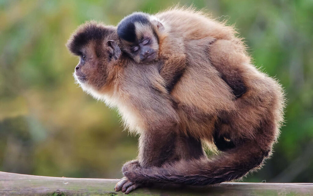 Capuchin Monkey Mother and Baby: Serene Nature Wallpaper