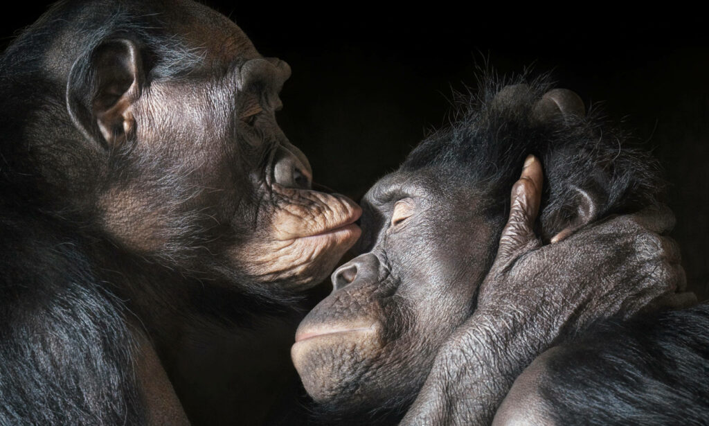 Two chimpanzees sharing a tender moment with detailed fur textures on dark soft-focus background Wallpaper