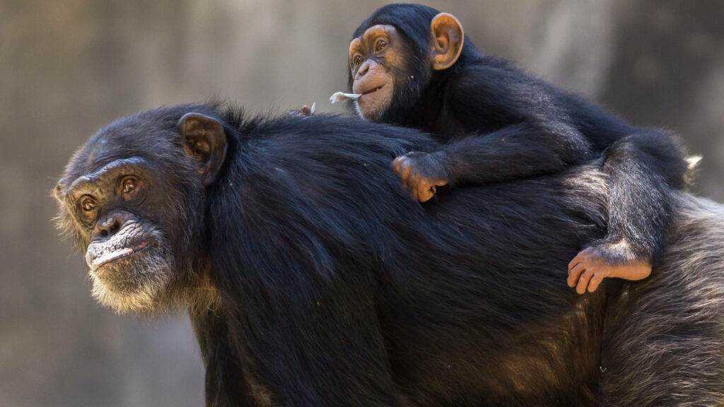 Chimpanzee mother carrying infant on back tender moment natural bond warm wallpaper background