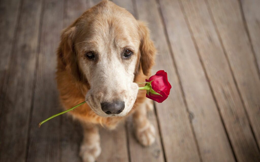 Charming Dog with Red Flower Wallpaper on Wooden Floor - 1920x1200
