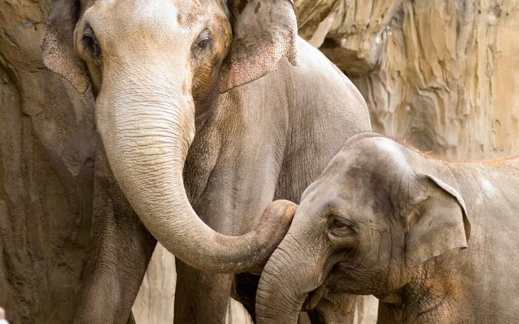 Tender Elephant Family Bond: Heartwarming Nature Wallpaper