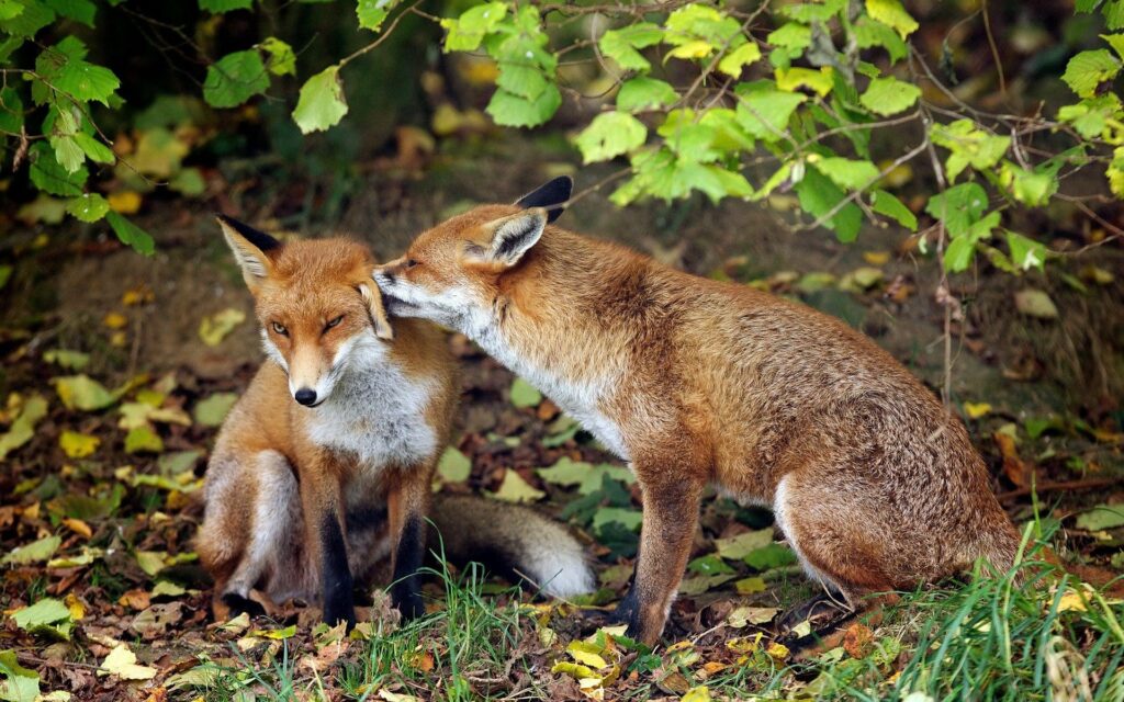 Serene Foxes in Lush Greenery: Tender Intimacy Background Wallpaper