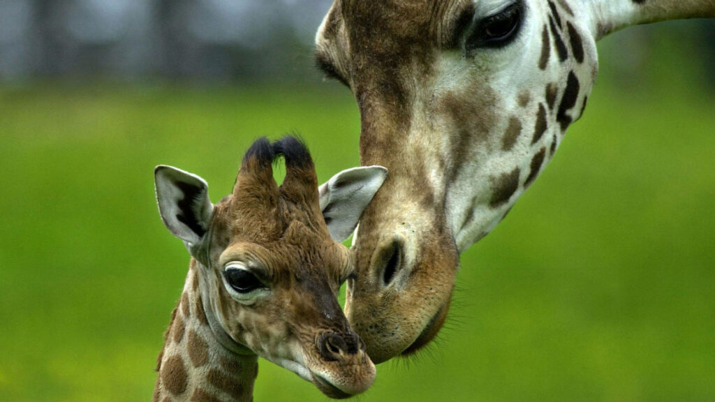 Heartwarming Giraffe Affection: Baby and Mother in Green Background Wallpaper