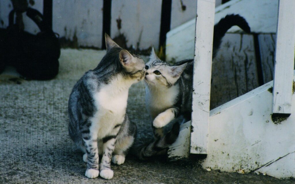 Heartwarming Kittens Nuzzling by Rustic Staircase - 1920x1200 Wallpaper
