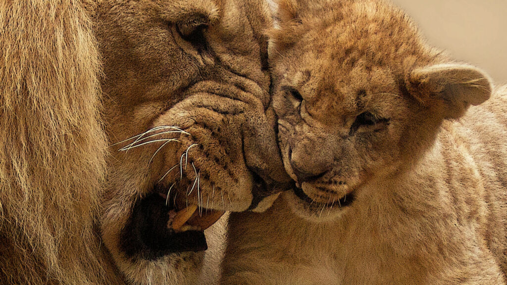 Tender Lion and Cub Nuzzling - Heartwarming Wildlife Wallpaper