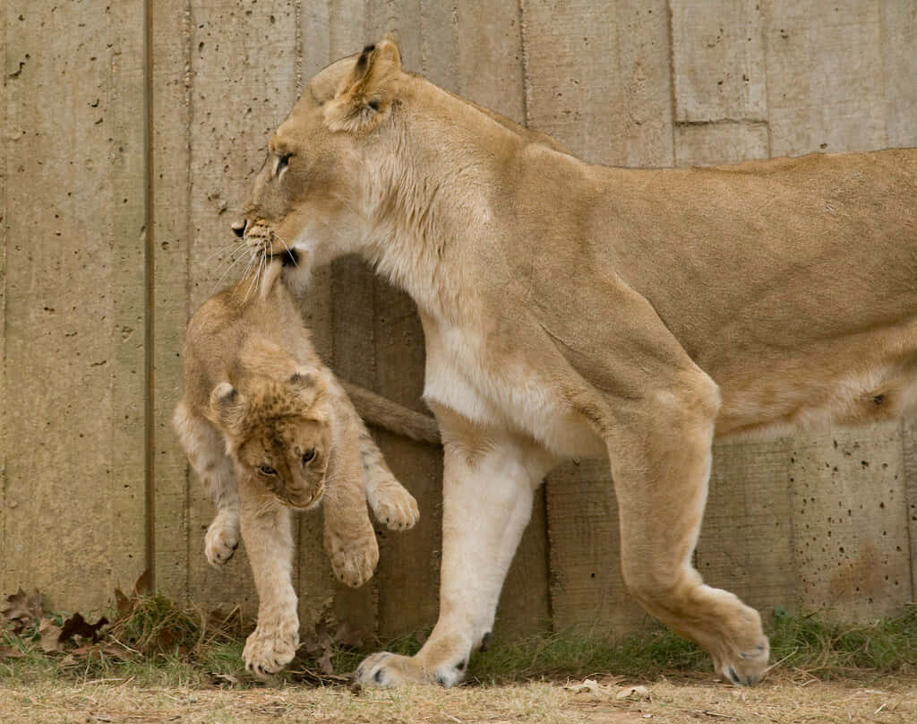 Tender Moment: Lioness Nurtures Curious Cub in Natural Setting Wallpaper