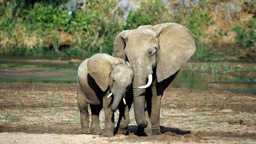 Maternal Love in the Wild: A Heartwarming Wallpaper of an Elephant Mother and Calf Embracing