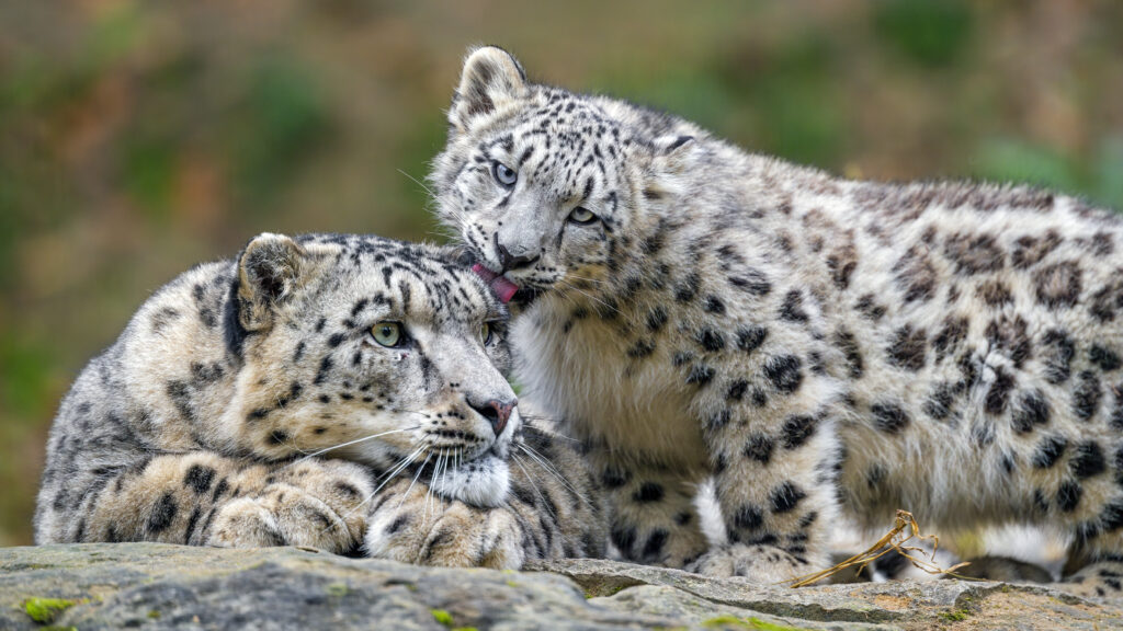 Playful Snow Leopards in Nature: Tender Moments Captured Wallpaper