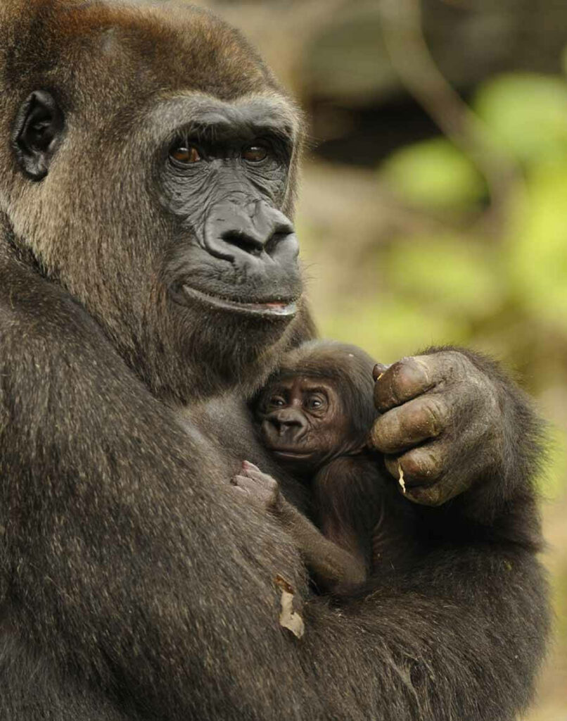 Heartwarming Gorilla Mother-Infant Embrace iPhone Wallpaper Background