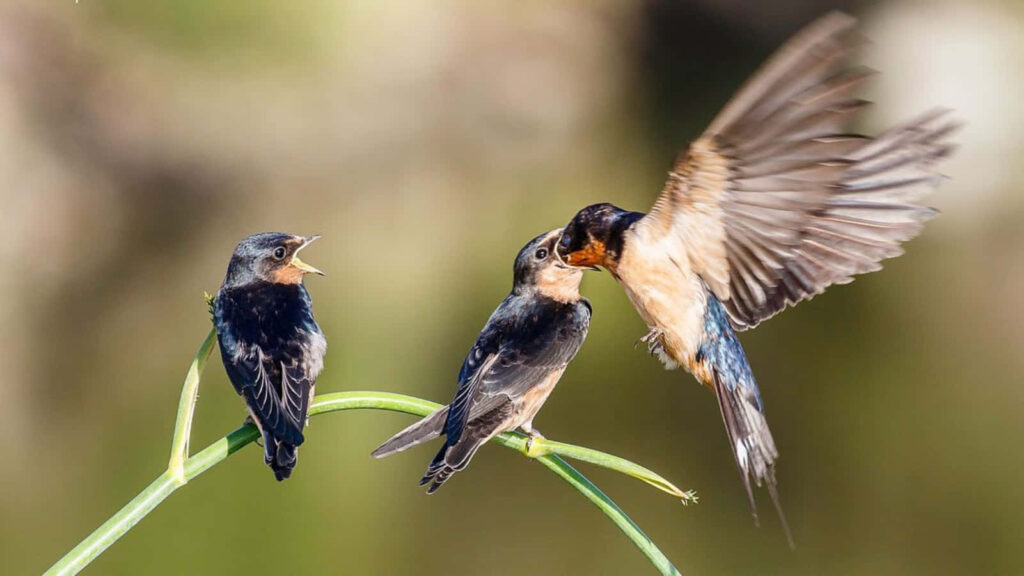 Mother Bird Feeding Chick: A Tender Nature Moment Wallpaper