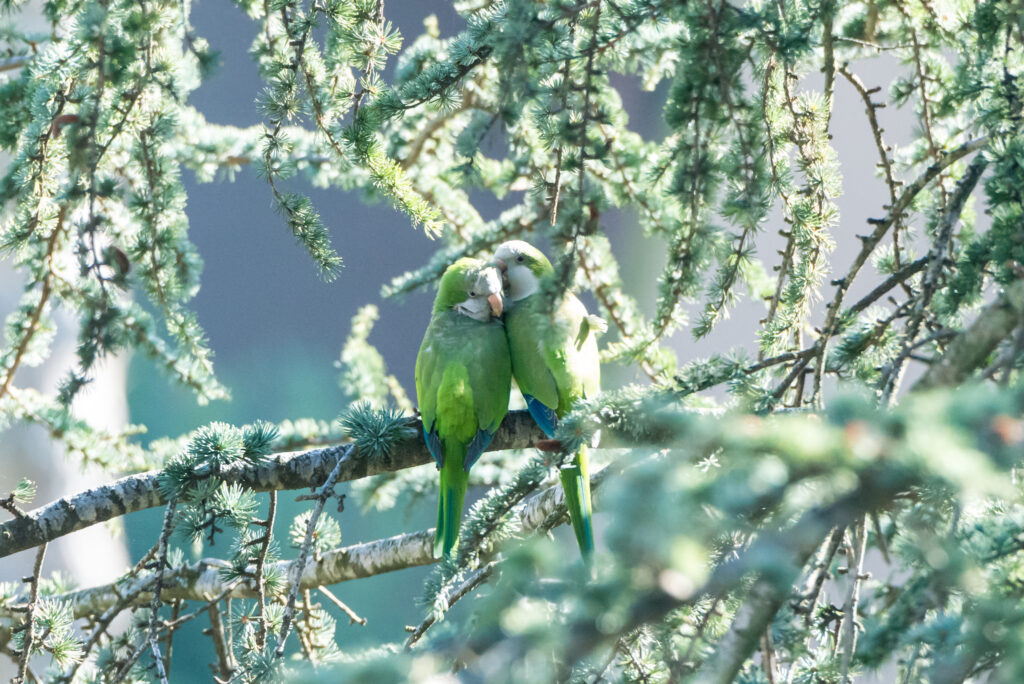 Serene Parrots Embracing in Lush Greenery Wallpaper Background