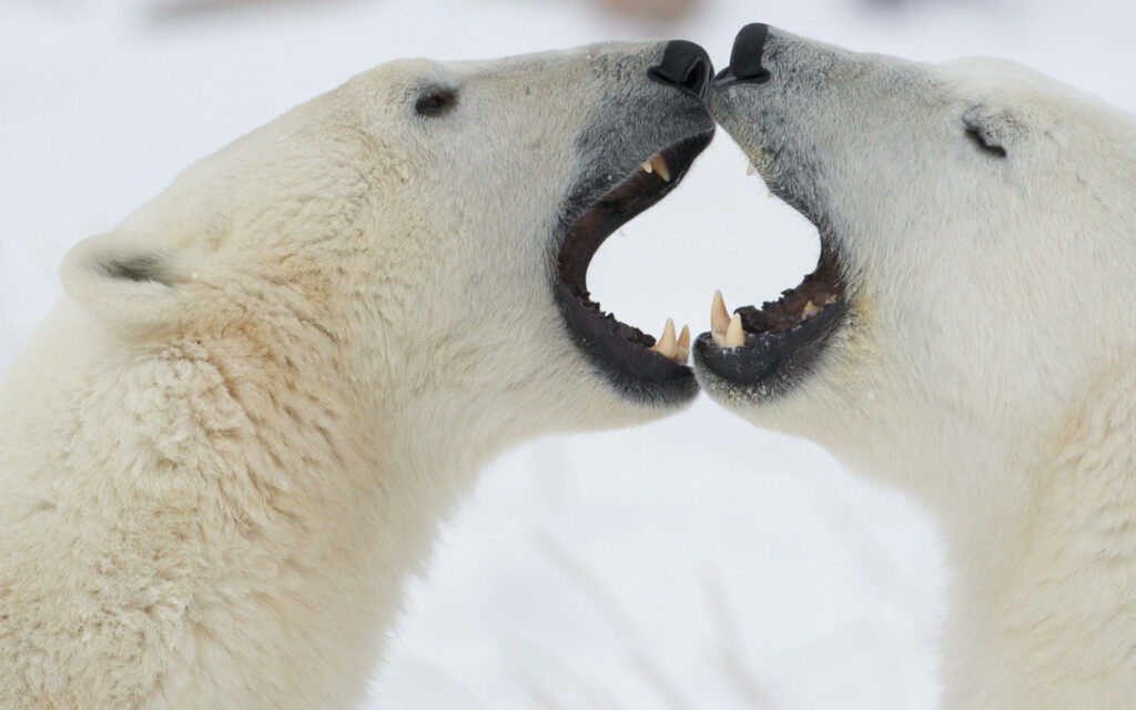 Heartwarming Polar Bears in Snowy Arctic - Nature's Tender Moment Wallpaper