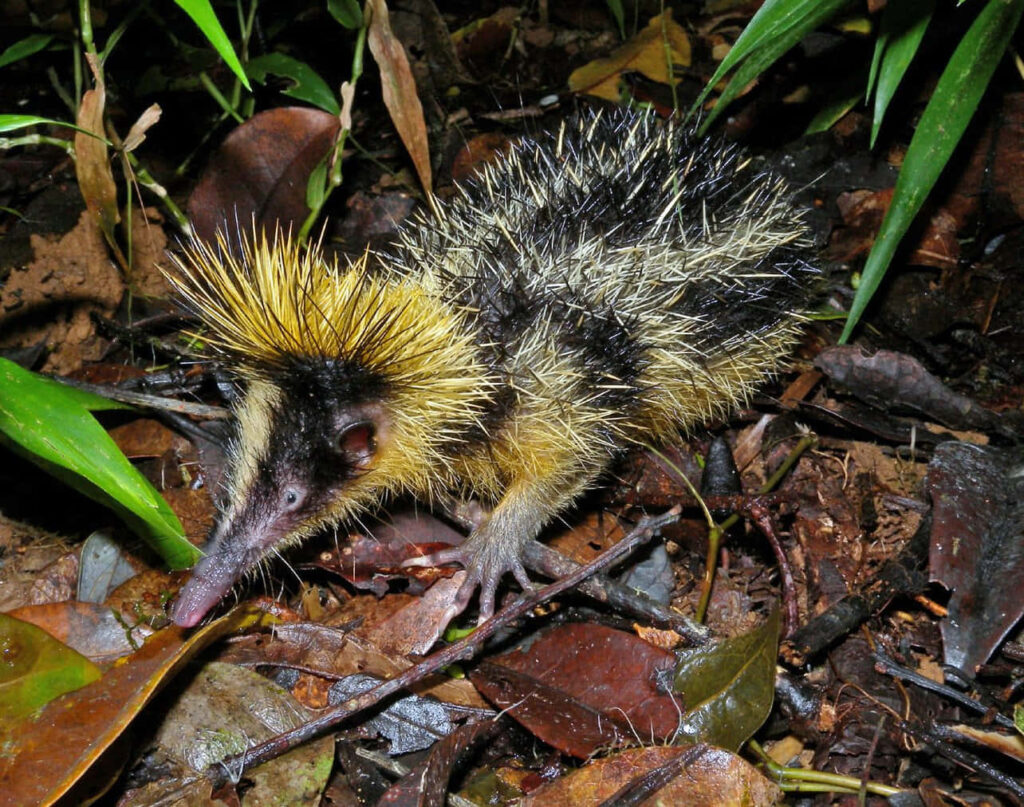 Close-Up of Vibrant Tenrec: Unique Creature Wallpaper Background