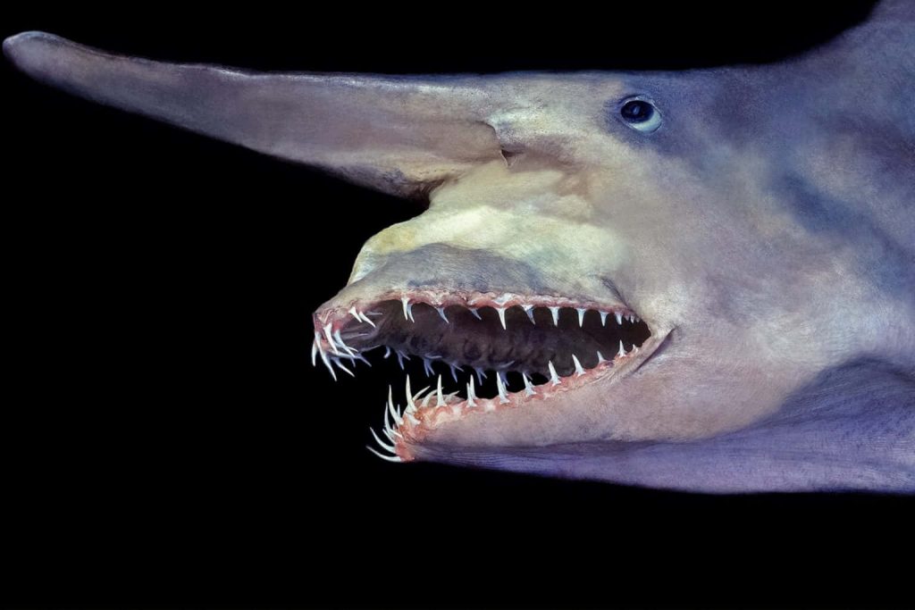 Close-up of a rare Goblin Shark with sharp teeth and long rostrum emerging from dark waters Wallpaper
