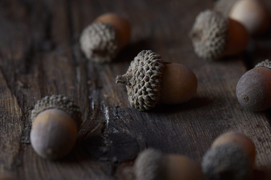 Macro Acorns on Rustic Wood: Textured Brown Shells Wallpaper