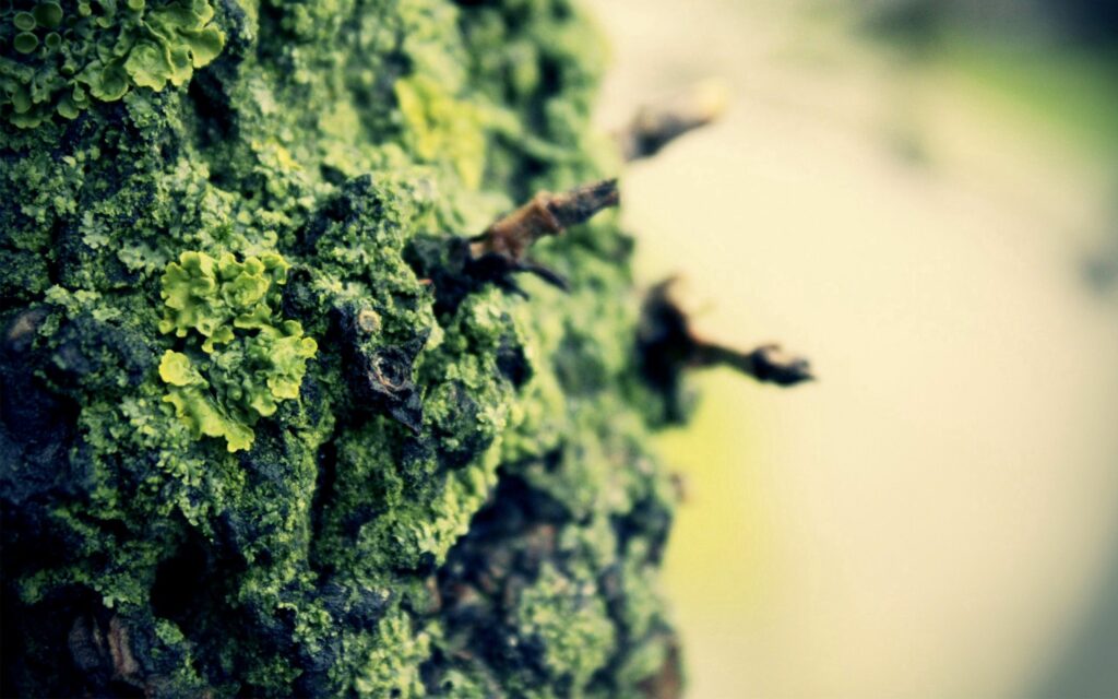 Textured Green Moss on Tree Bark: Nature's Gentle Wallpaper Background
