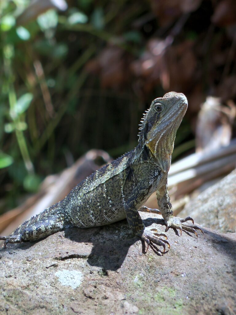 Textured Lizard on Stone: Wildlife Habitat Wallpaper Background