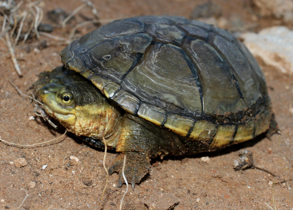Beady-Eyed Mud Turtle Wallpaper with Textured Shell on Sandy Background