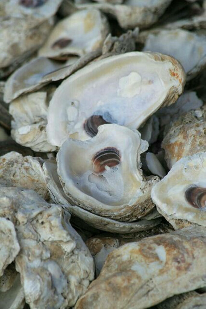 Textured Oyster Shells: Natural Wallpaper Background in Earthy Tones