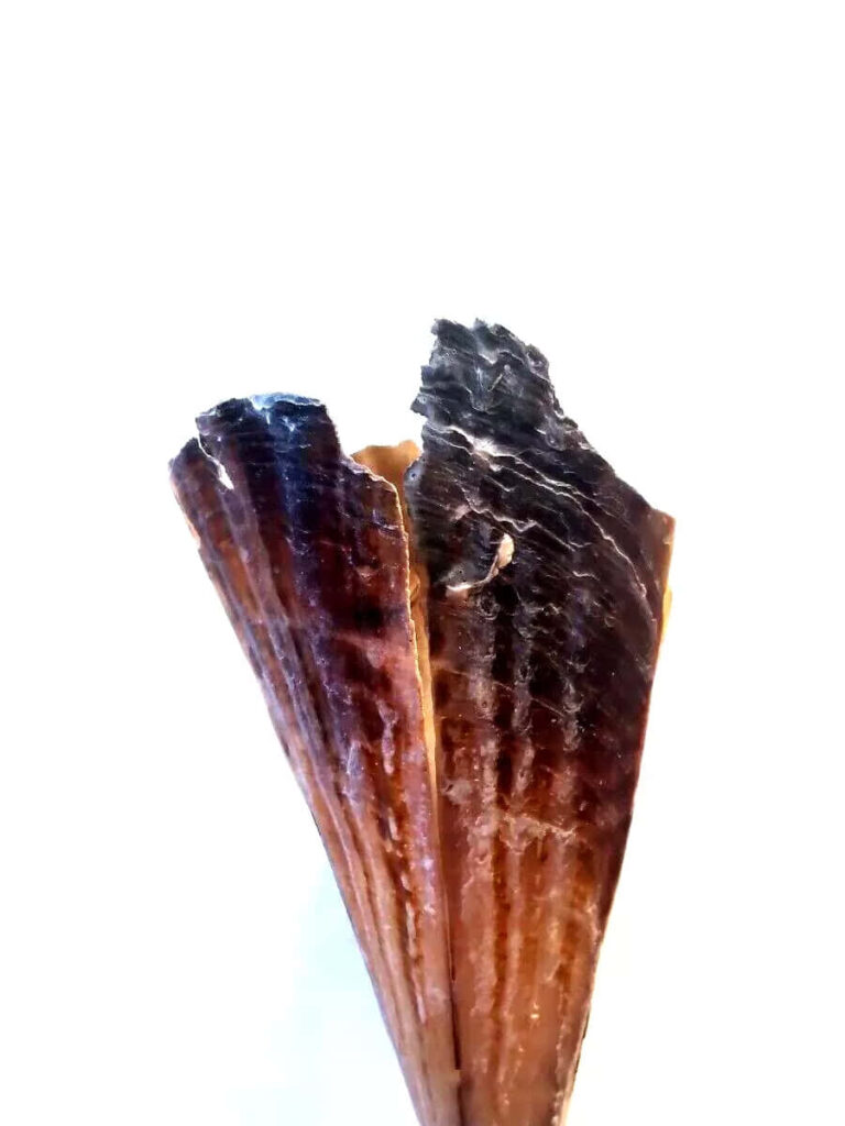 Close-up of textured brown pen shell fan with natural ridges on white wallpaper background