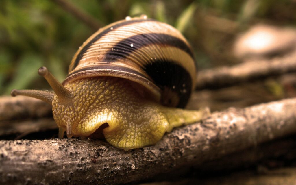 Close-Up Snail Wallpaper: Textured Shell & Detailed Antennae Background