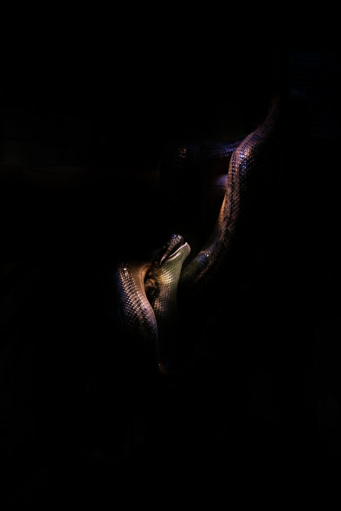 Textured Snake Wallpaper: Mysterious Low-Light Background Design