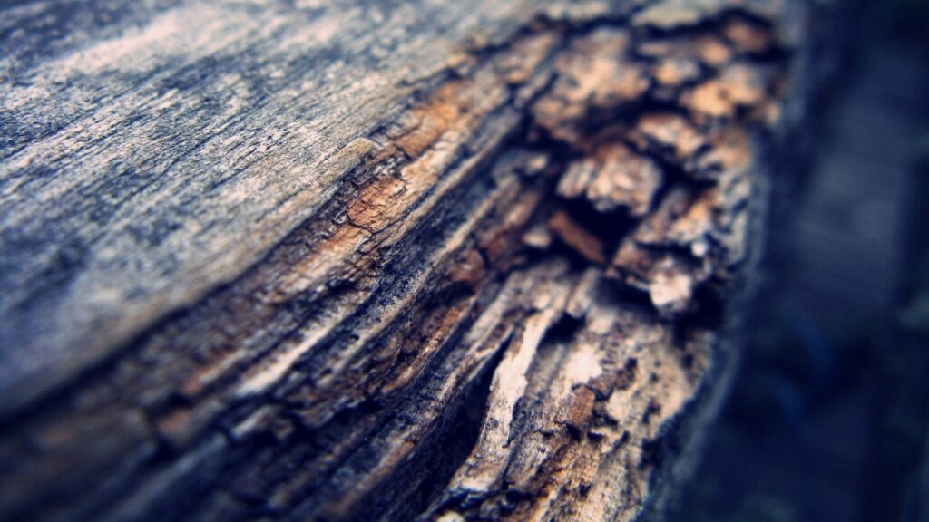 Textured Tree Bark Close-Up: Intricate Wood Patterns Wallpaper