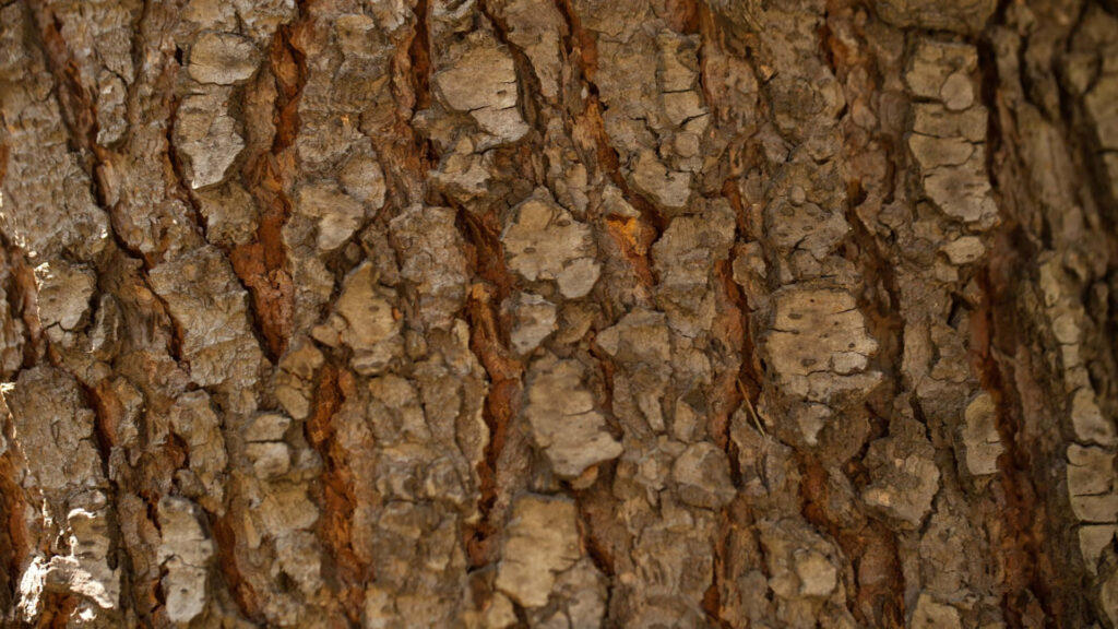 Textured Tree Bark Close-Up | Natural Patterns Wallpaper Background
