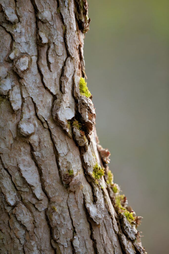 Textured Tree Bark Macro Wallpaper with Green Moss - Nature's Beauty