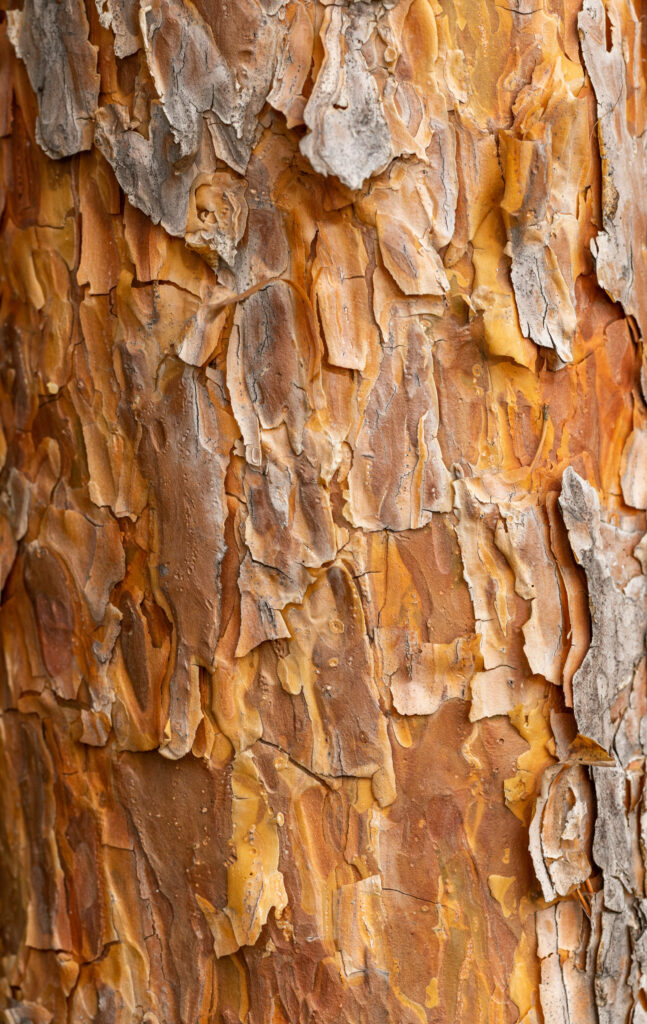 Textured Tree Bark Wallpaper: Organic Caramel Brown Background