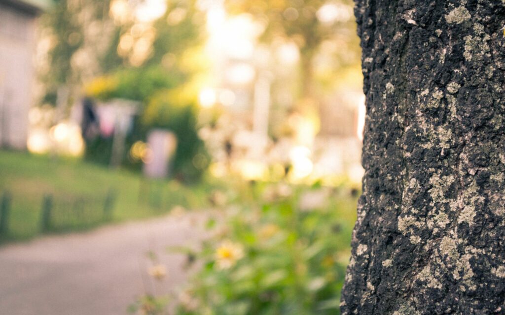 Textured Tree Bark Wallpaper: Nature's Serenity in Focus