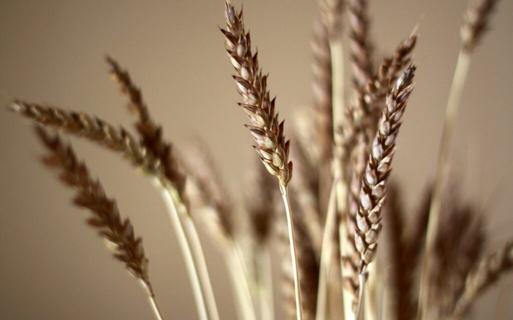 Wheat Ears Close-Up: Textured Wallpaper Background for Tranquil Spaces