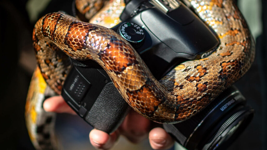 Camera in the Clutches of a Corn Snake: A Terrifying Wallpaper