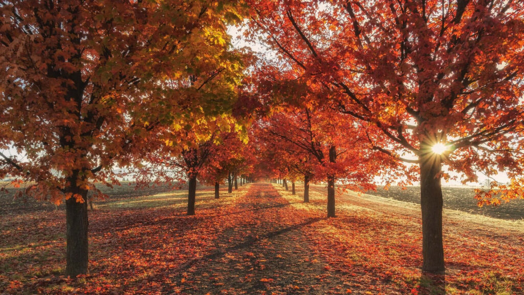 Autumnal Charm: A Spectacular Laptop Background Showcasing Nature's Splendor with a Trail Surrounded by Majestic Trees and Golden Fallen Leaves Wallpaper