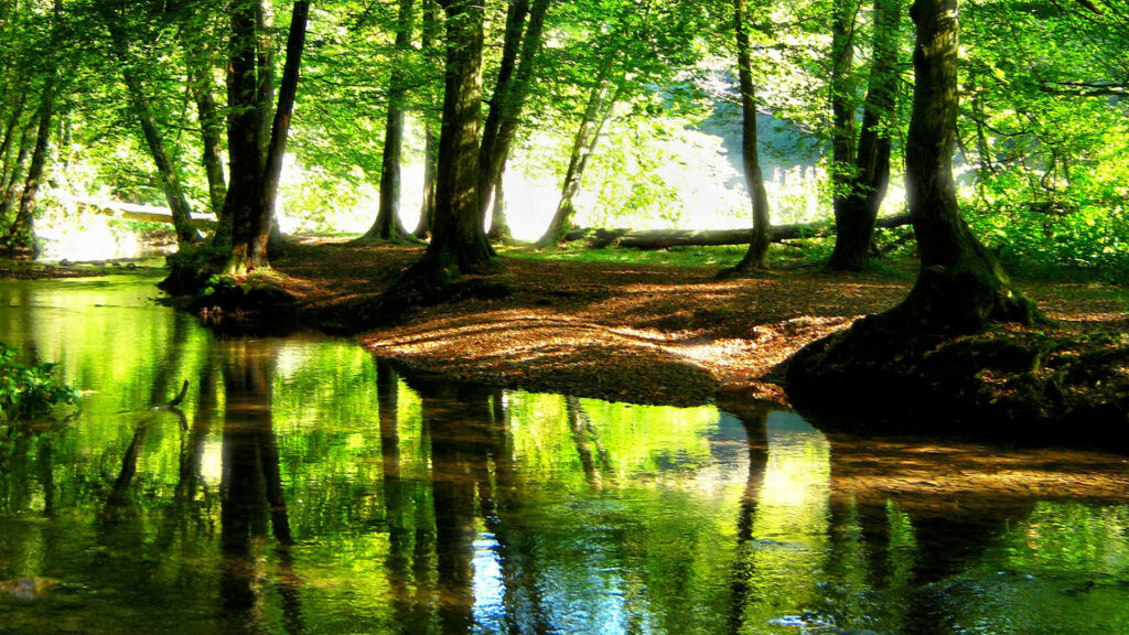 Serene sunlit forest with crystal-clear river reflecting vibrant green trees calm nature wallpaper