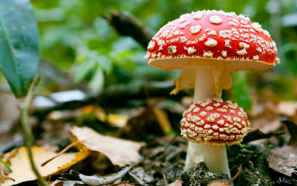 Fascinating Forest Dwellers: A Striking Capture of Fly Agaric Fungi - Majestic Red and White Caps Amidst Lush Grounds Wallpaper
