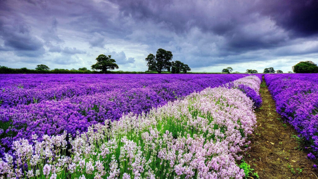 Majestic Ambiance: English Lavender Field Enveloped by Dramatic Clouds in a High Definition Spring Snapshot Wallpaper