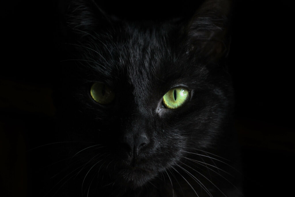 Enigmatic Feline: Unraveling the Allure of a Shadow-Clad Black Cat Wallpaper