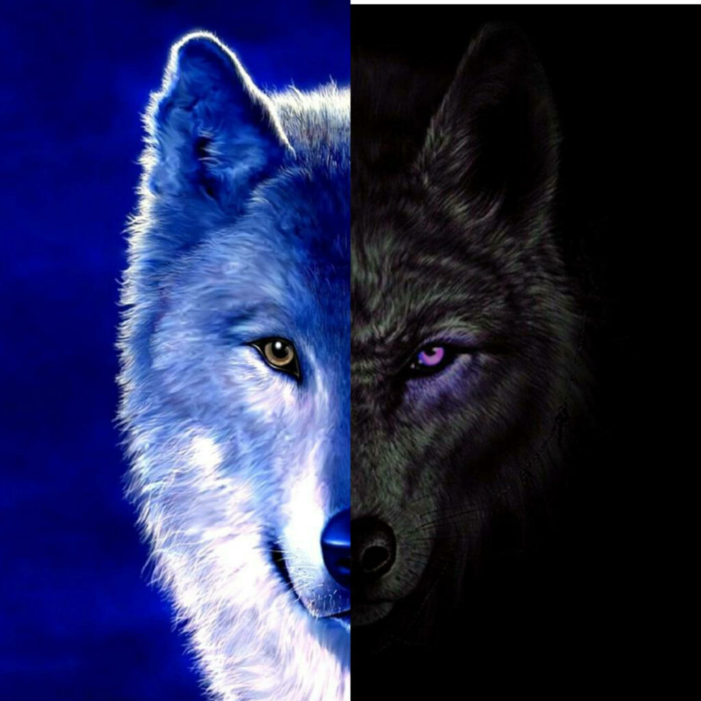 Harmony Unleashed: Endearing Yin Yang Wolves Grace a Majestic Wilderness Wallpaper