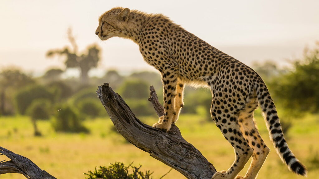 The Majestic Cheetah: Inquisitively Perched on the Tree Branch, a Captivating HD Wallpaper of Animals in their Natural Habitat