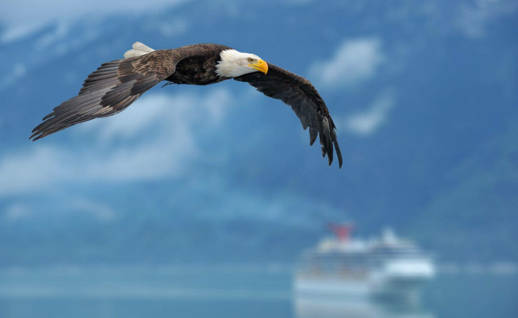 Flight of Majesty: Soaring Bald Eagle Wallpaper with Snowy Mountain and Ship Background