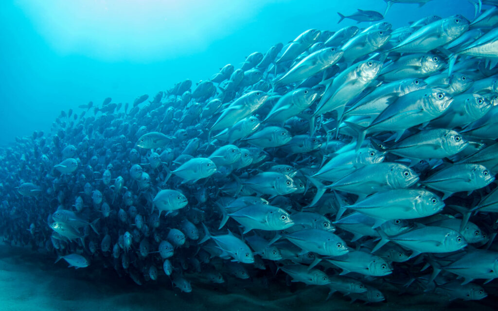 Journey of the Ambitious: School of Tuna Fishes Migration Wallpaper