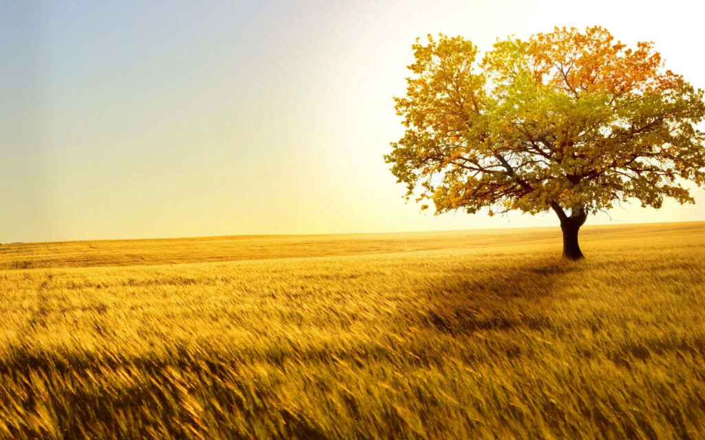 Radiant Serenity: Golden Sunlight Illuminating a Majestic Solitary Tree amidst Lush Greenery - Captivating 4K Nature Wallpaper