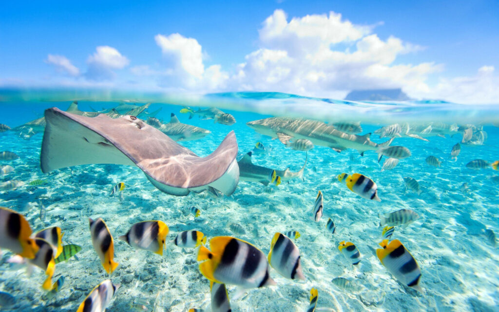 Sun-Kissed Sea Life: HD Wallpaper of Stingrays, Sharks, and Fishes